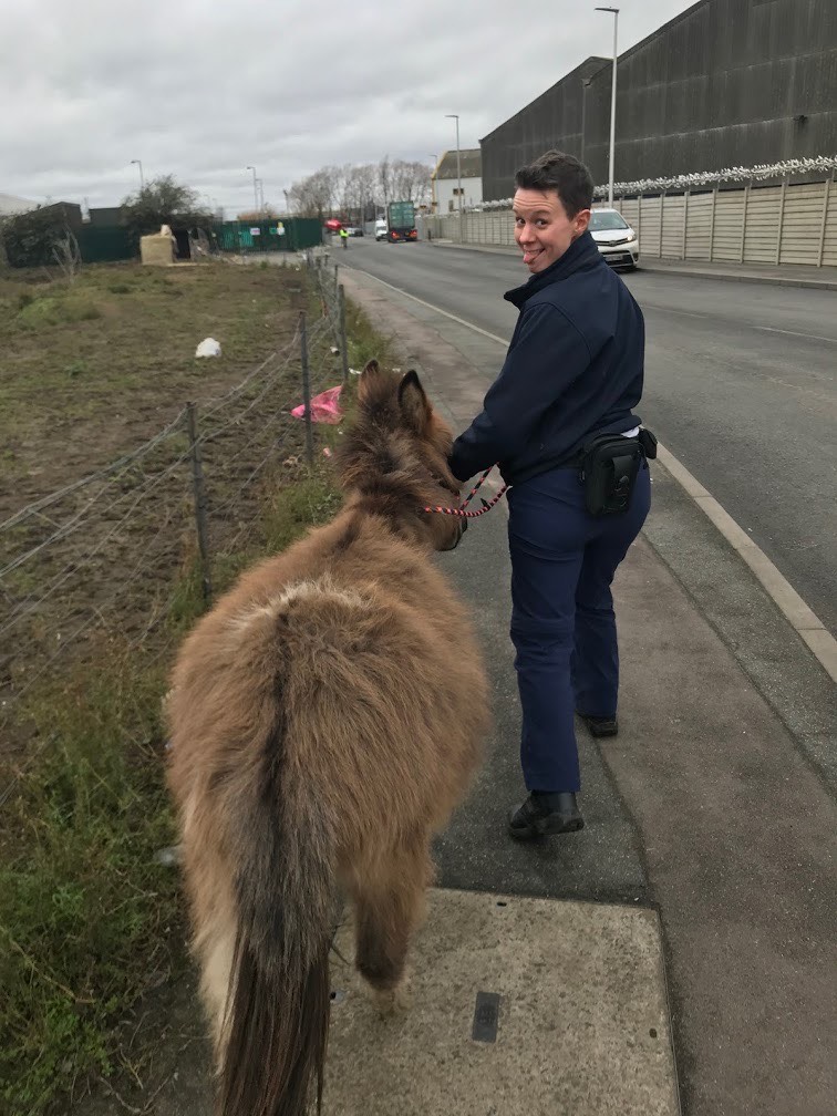 A lively Shetland Pony that had escaped its enclosure to wander the streets, captured by the RSPCA and brought back to its safe haven RSPCA South London