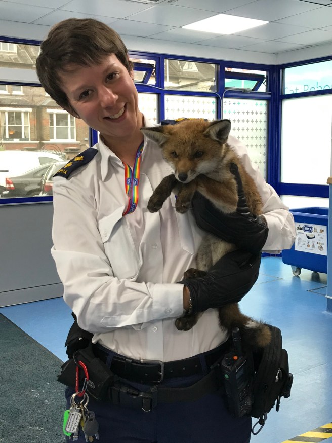 Fox rescued by the RSPCA locally
