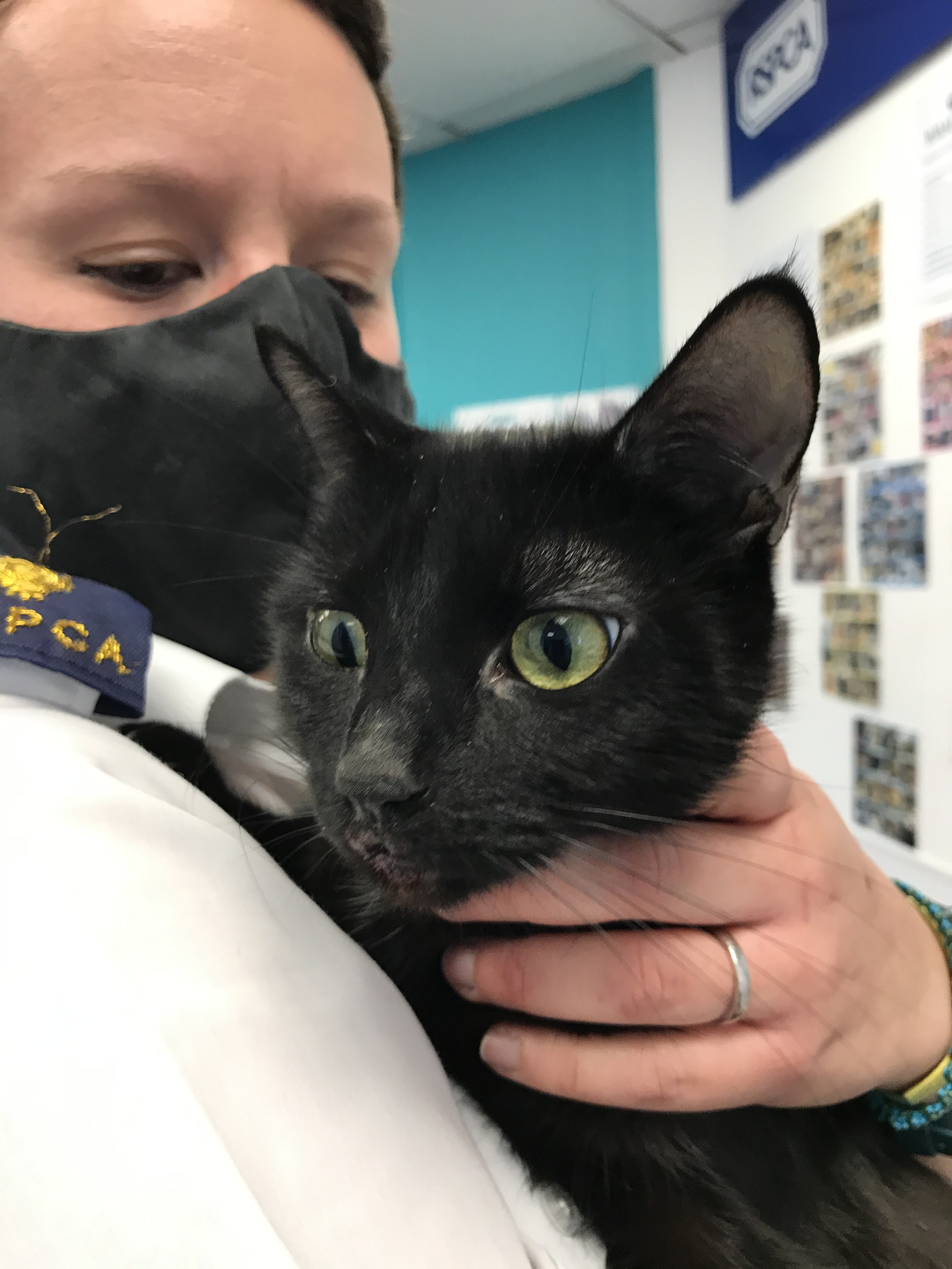 RSPCA rescued cat with inspector Harriet Daliday RSPCA South London