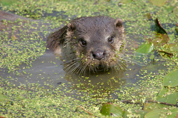 Otter RSPCA Rescue South London