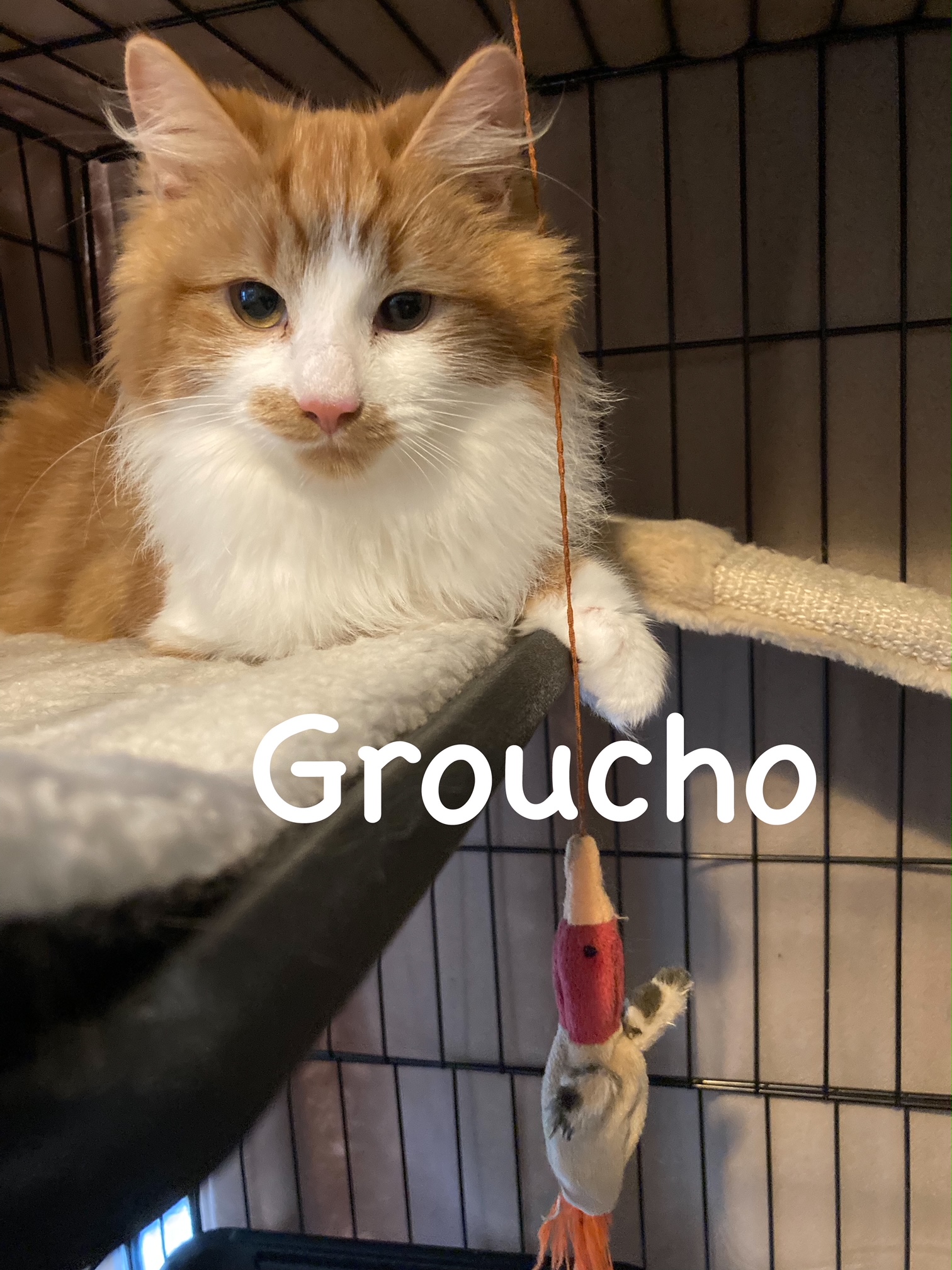 RSPCA South Croydon Foster Cats