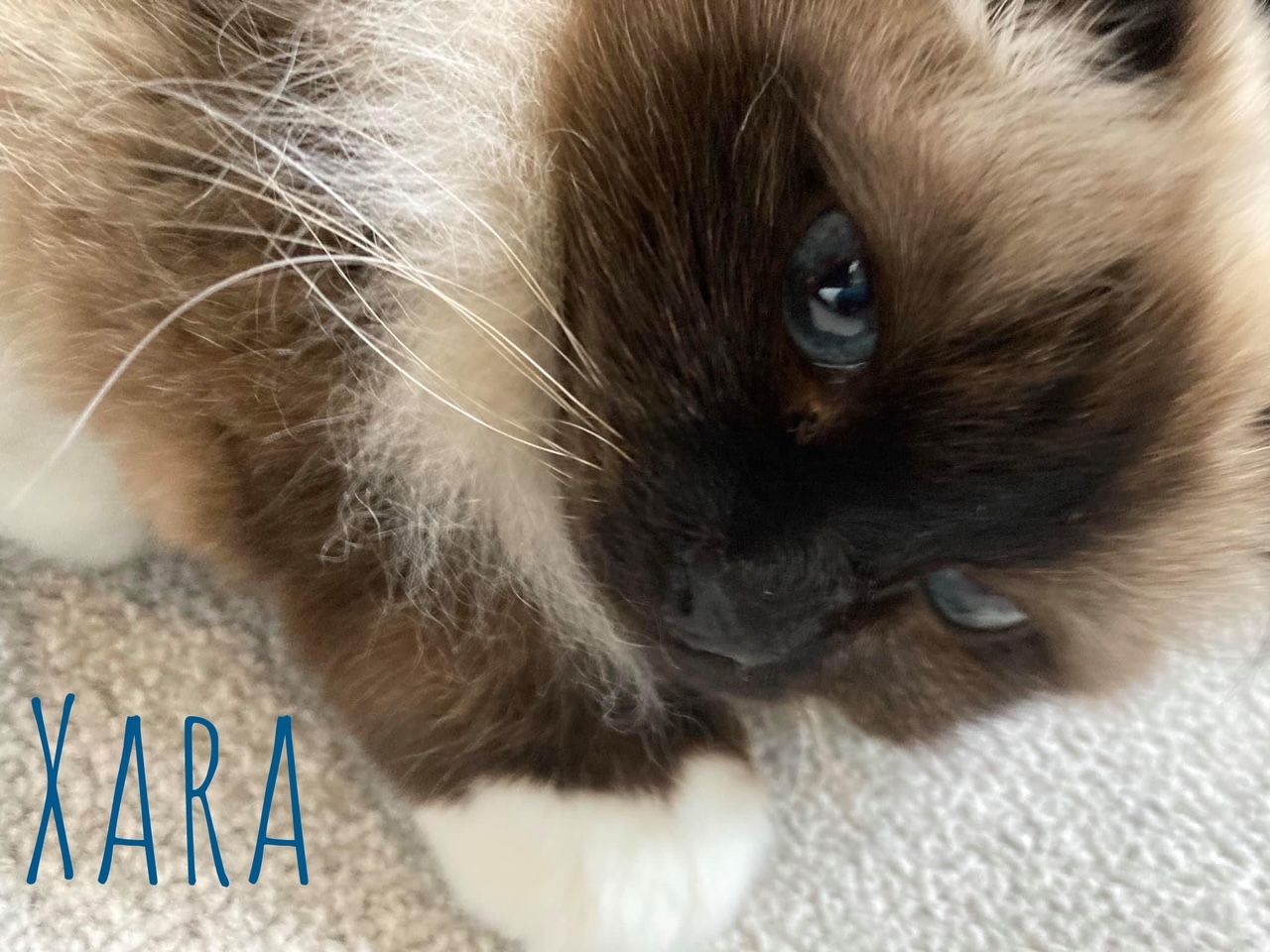 RSPCA South Croydon Foster Cats