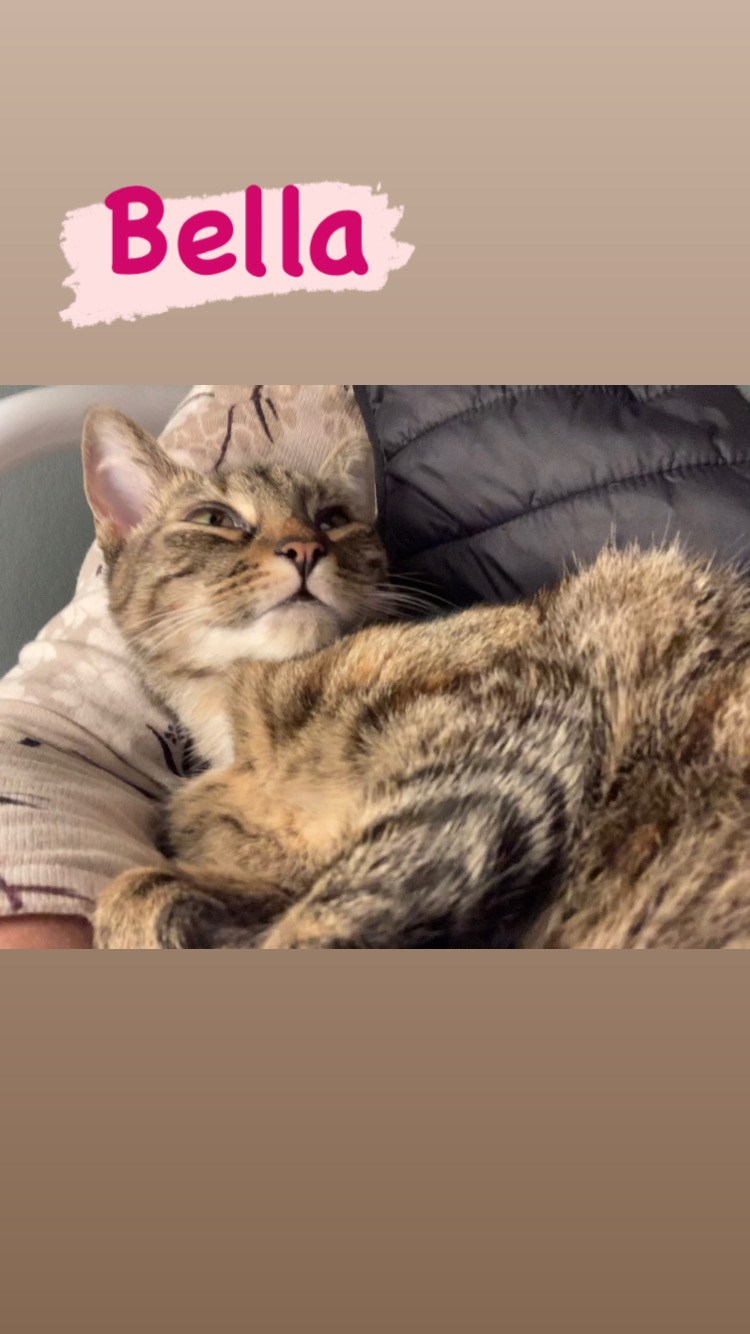 RSPCA South Croydon Foster Cats