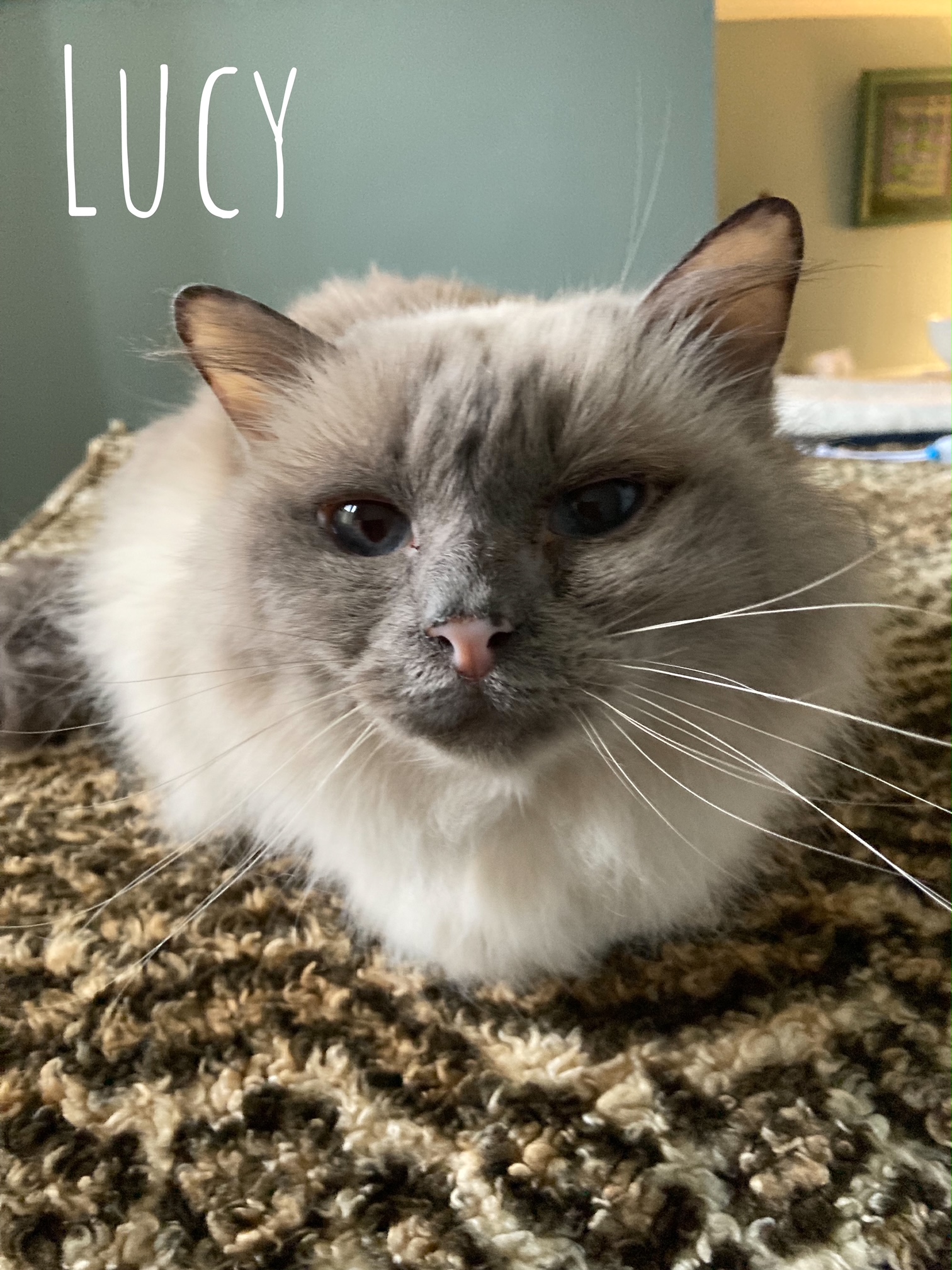 RSPCA South Croydon Foster Cats