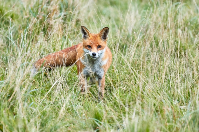 RSPCA South London fox