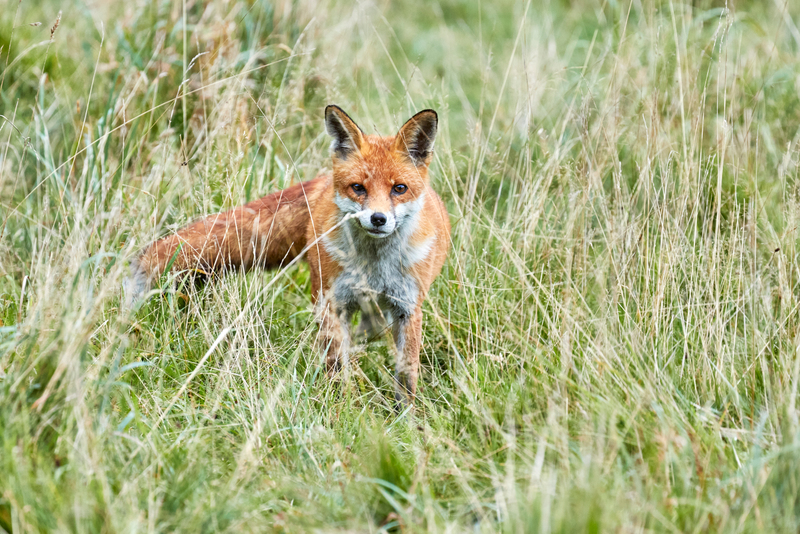 Fox Pictured In South London