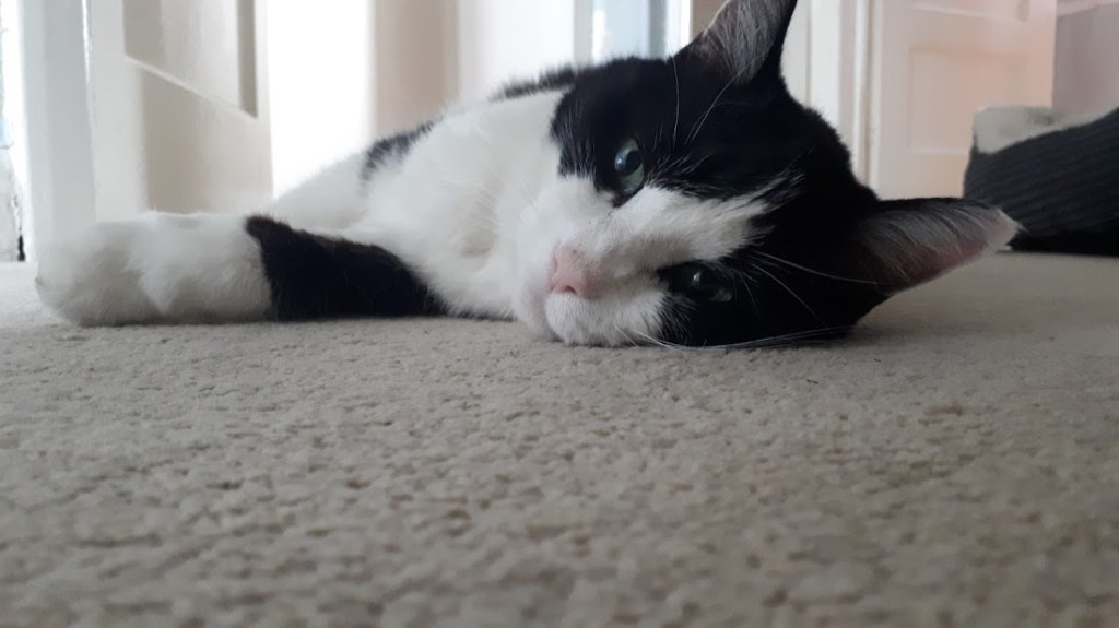 Min the cat RSPCA South London