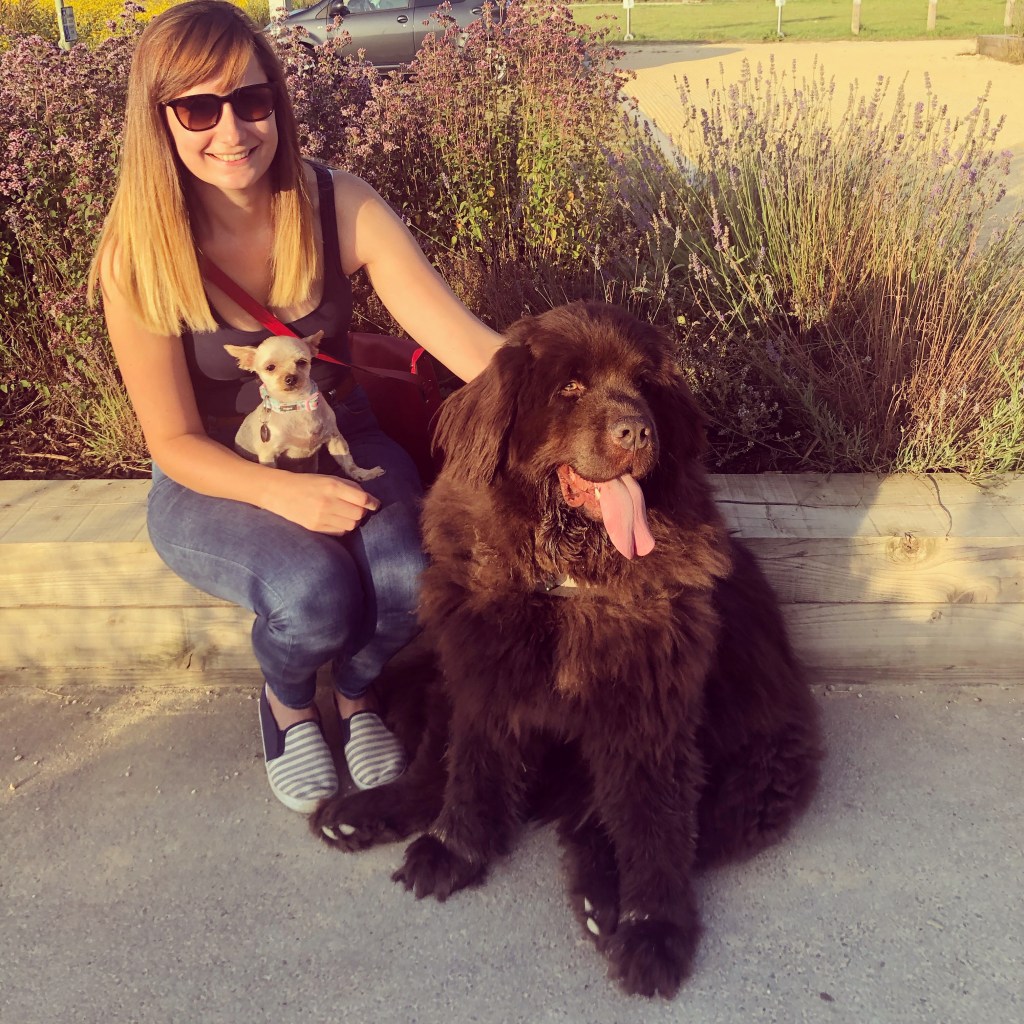 Dotty RSPCA South LOndon Rescue Dog