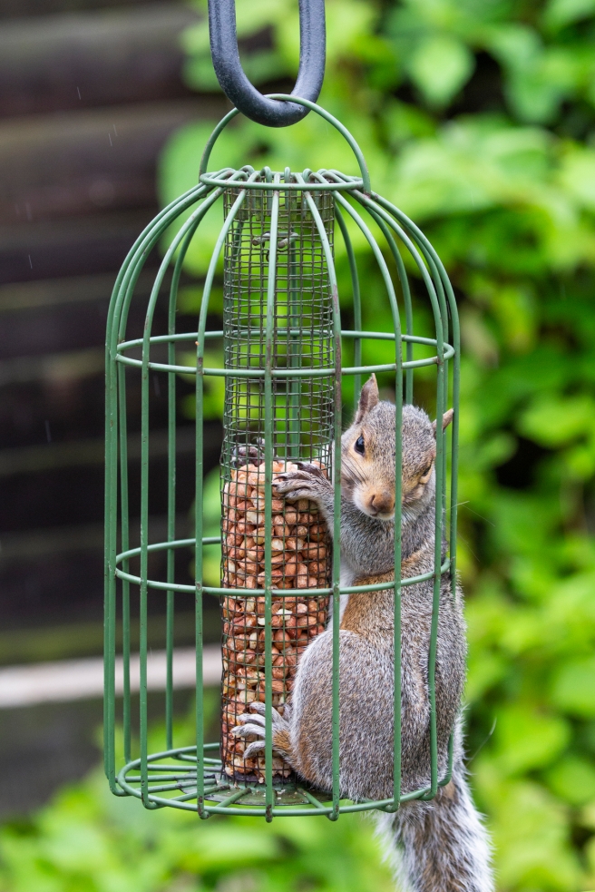A squirrel that had to be rescued by the RSPCA South London
