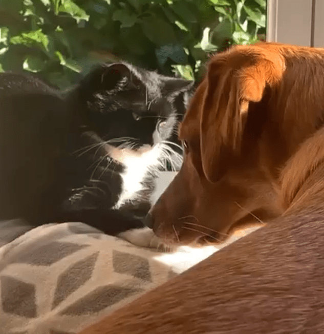 Dolores RSPCA South London Rescue cat