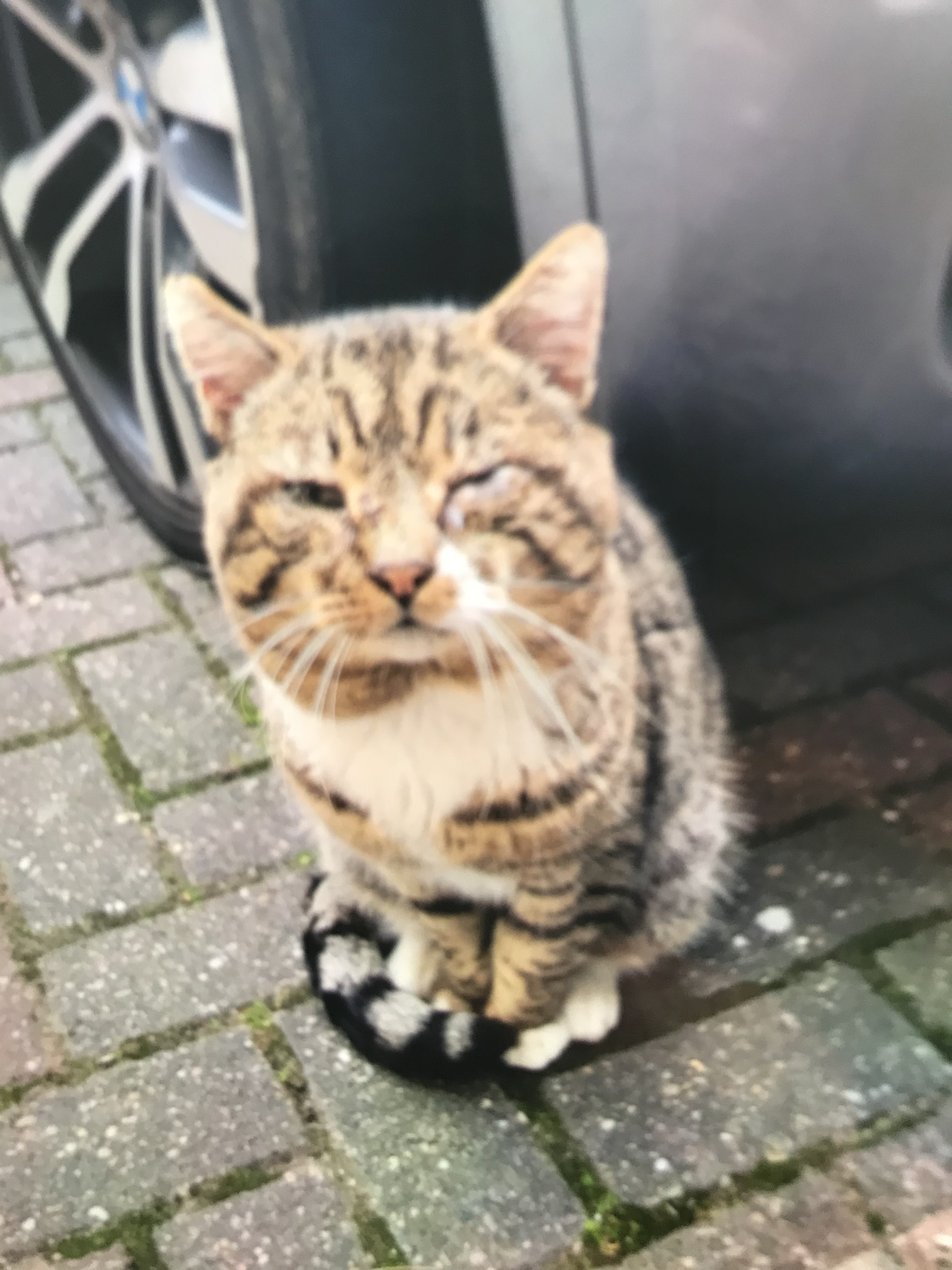 RSPCA South London rescue cat