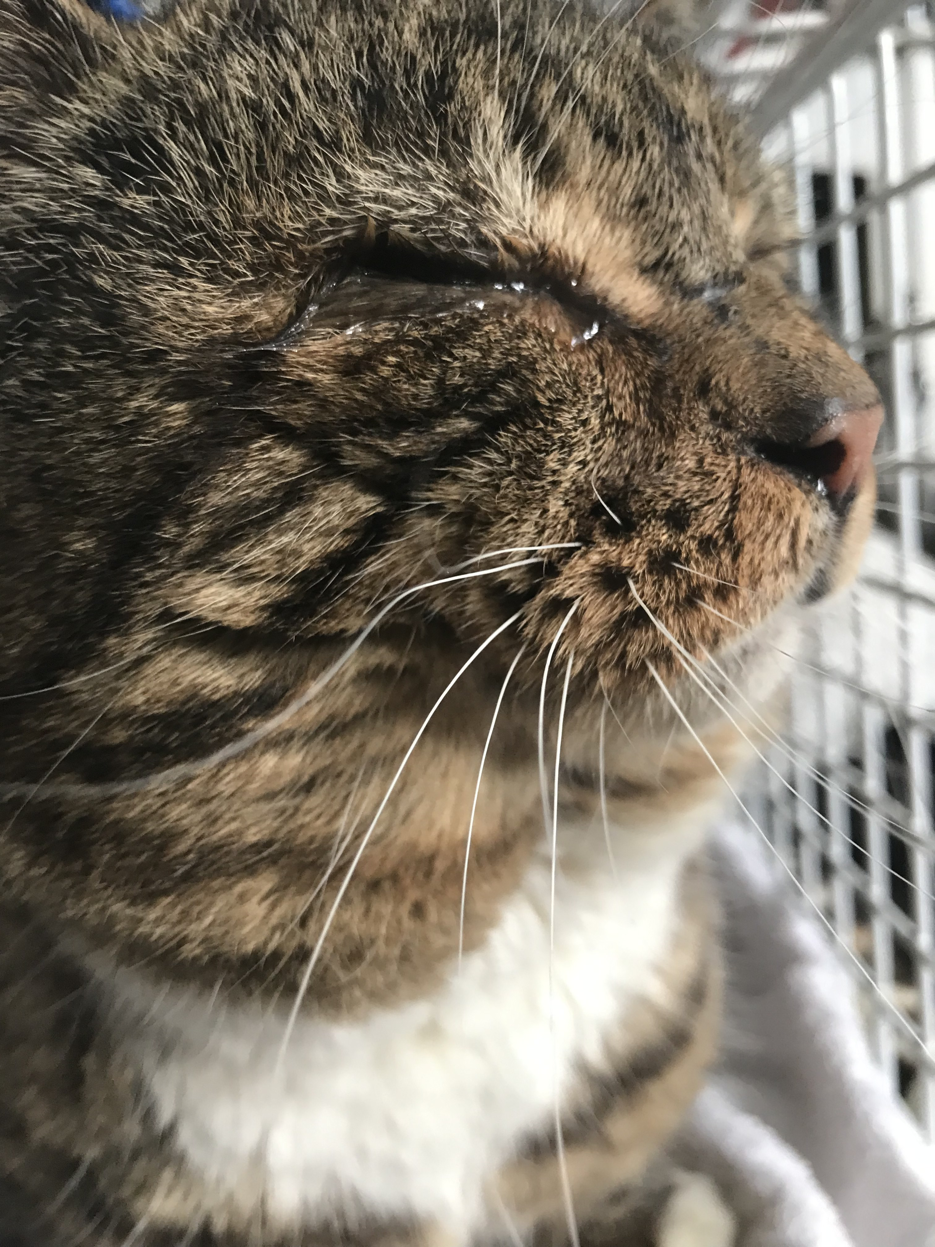 RSPCA South London rescue cat