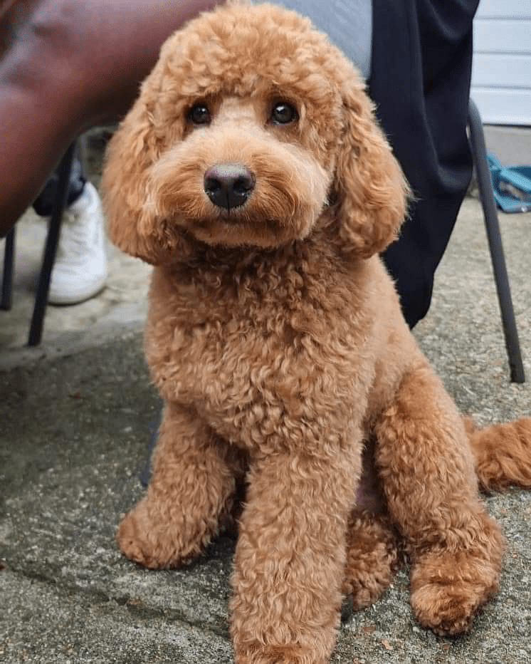 Cockapoo pet of the month RSPCA South London
