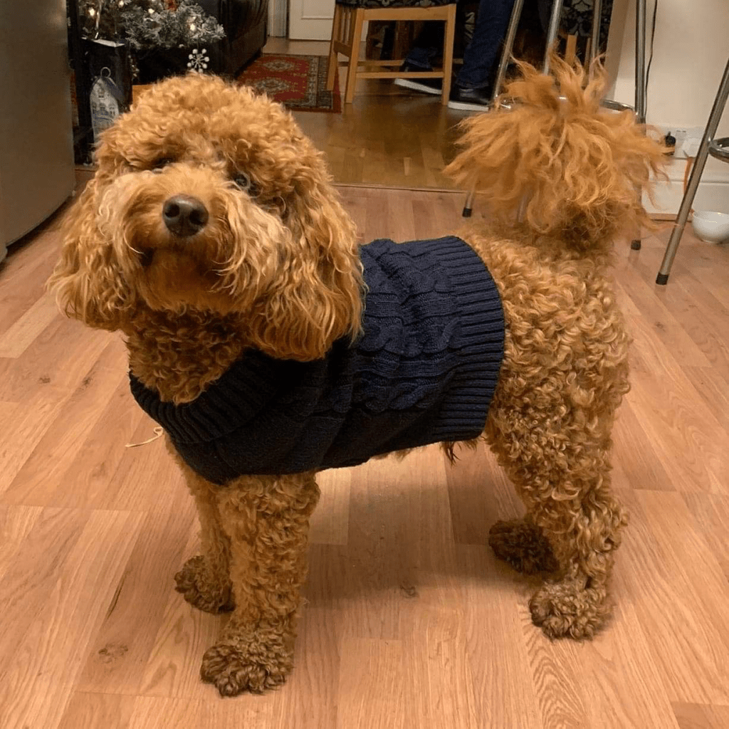 Cockapoo pet of the month RSPCA South London