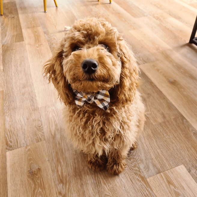 RSPCA South London Cockapoo Pet of the Month