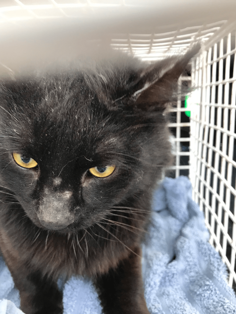 RSPCA South London Rescue Cat