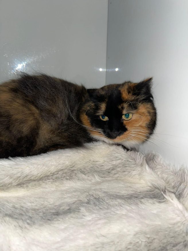 Rosie RSPCA South London adoption cat