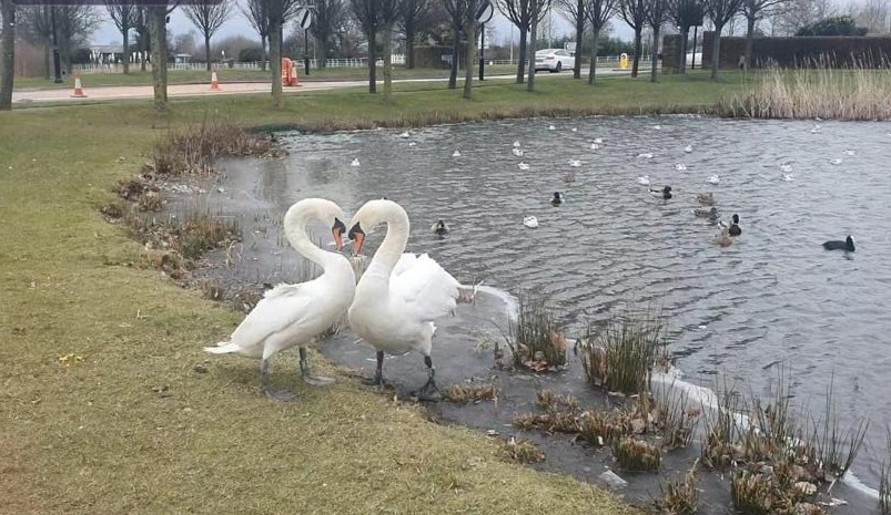 Mute swans Bonnie and Clyde greeting each other after being 
reunited following the RSPCA nursing Bonnie back to health RSPCA South London