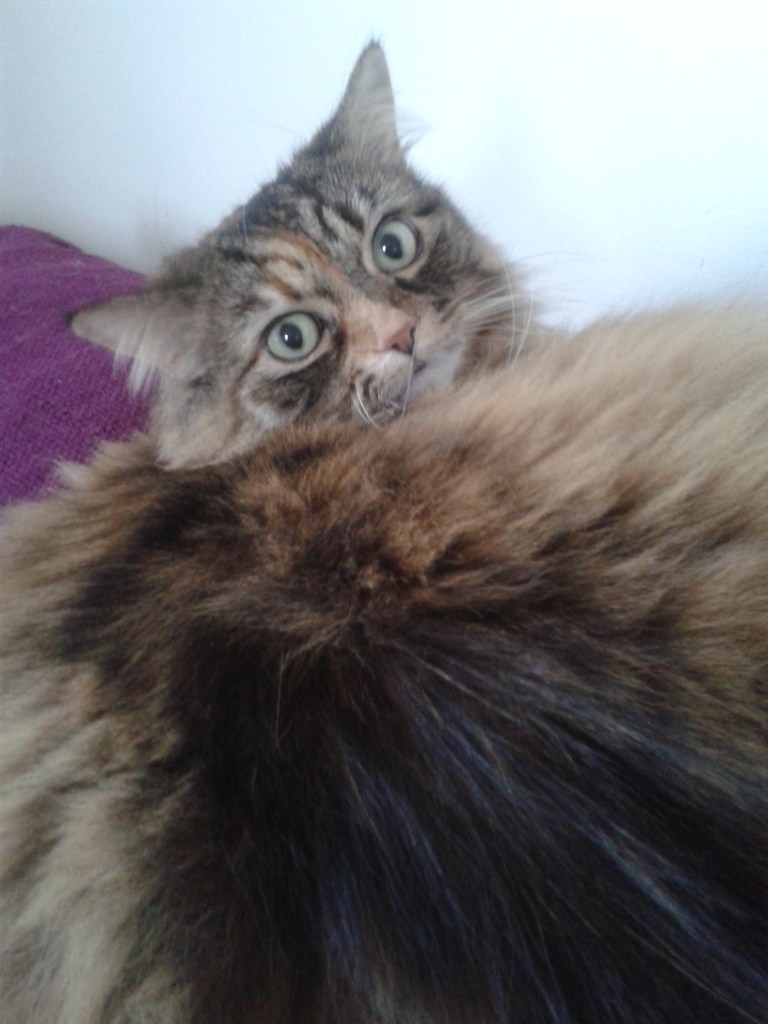 Tigger the cat, RSPCA South London. Pet of the Month