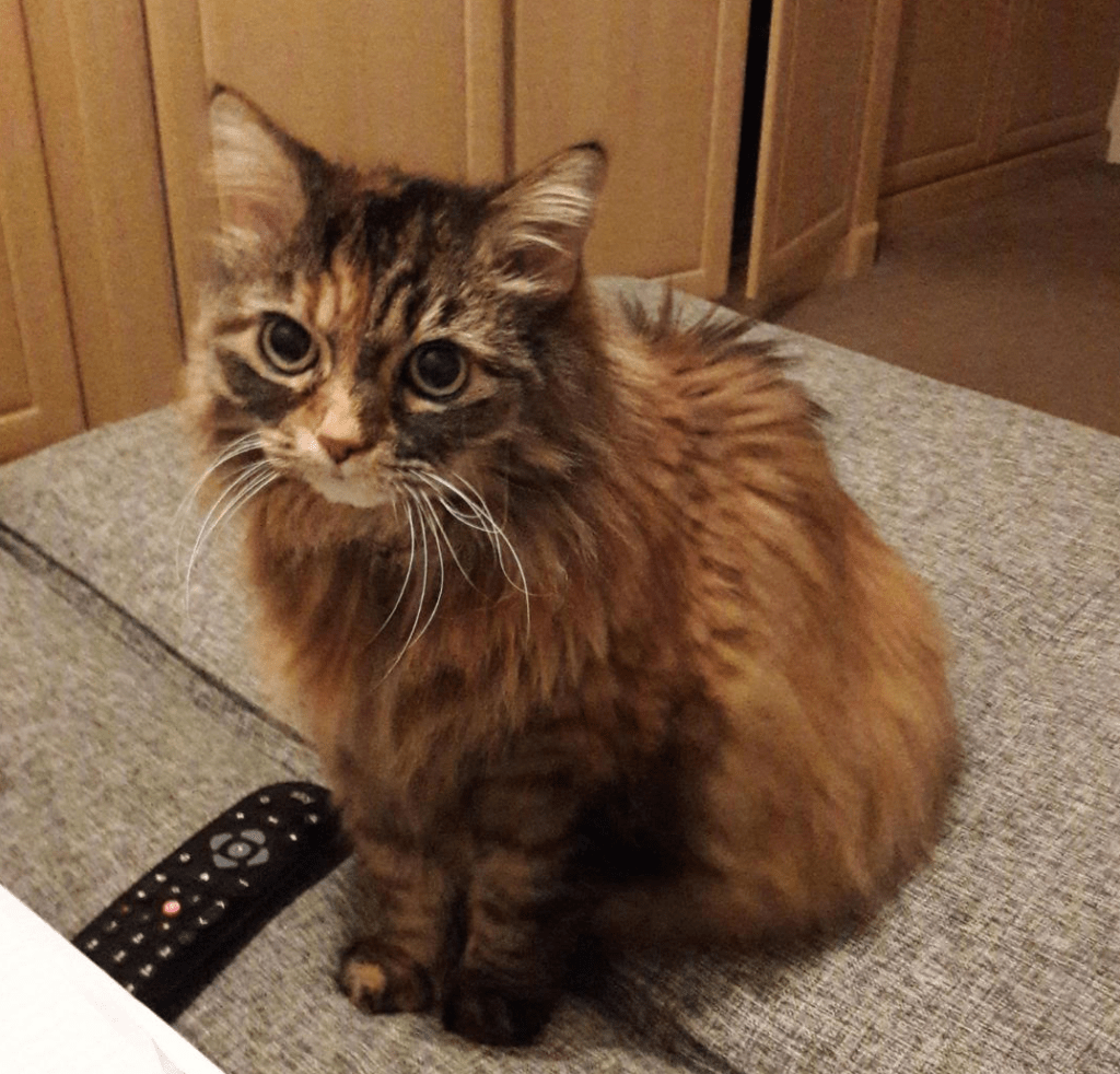 Tigger the cat, RSPCA South London. Pet of the Month