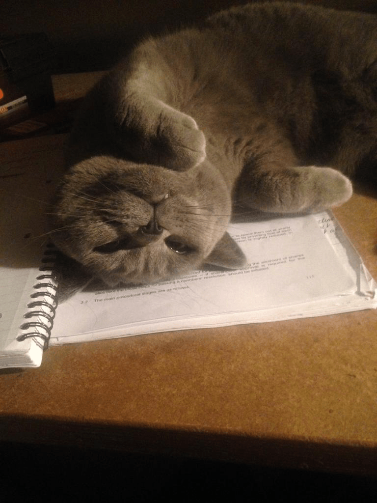 RSPCA South London Pet of the Month