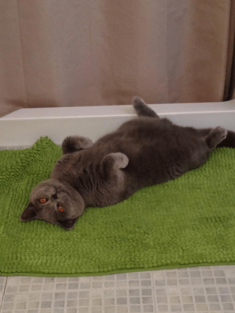 RSPCA South London Pet of the Month