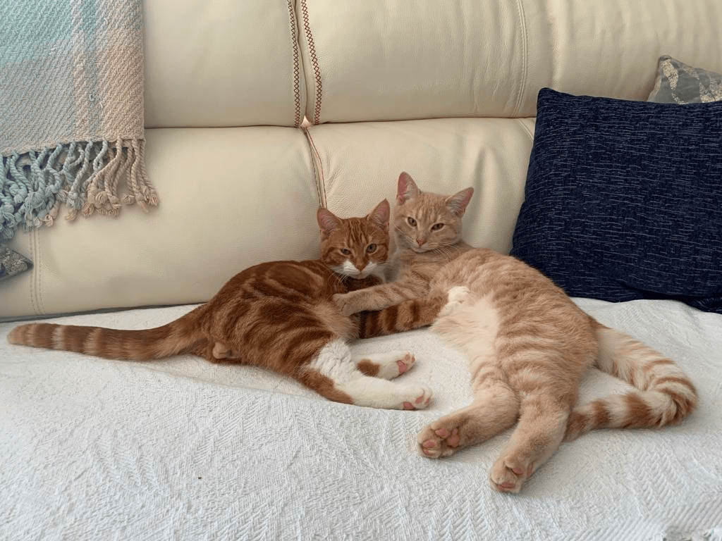 Adoption cats RSPCA South London