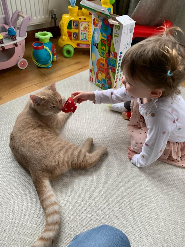 Adoption cat RSPCA South London