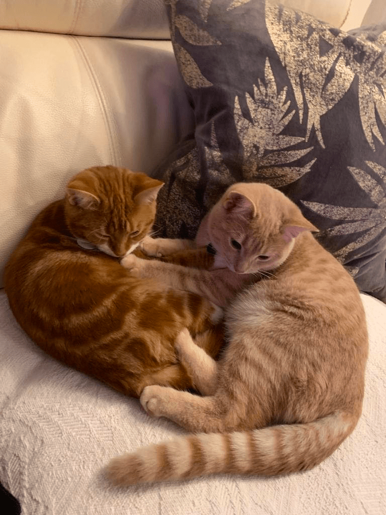 Adoption kittens RSPCA South London