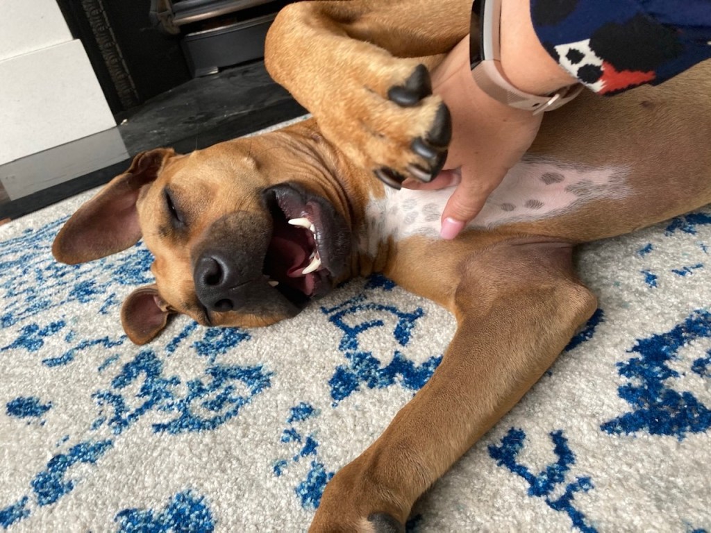 Meisie RSPCA South London