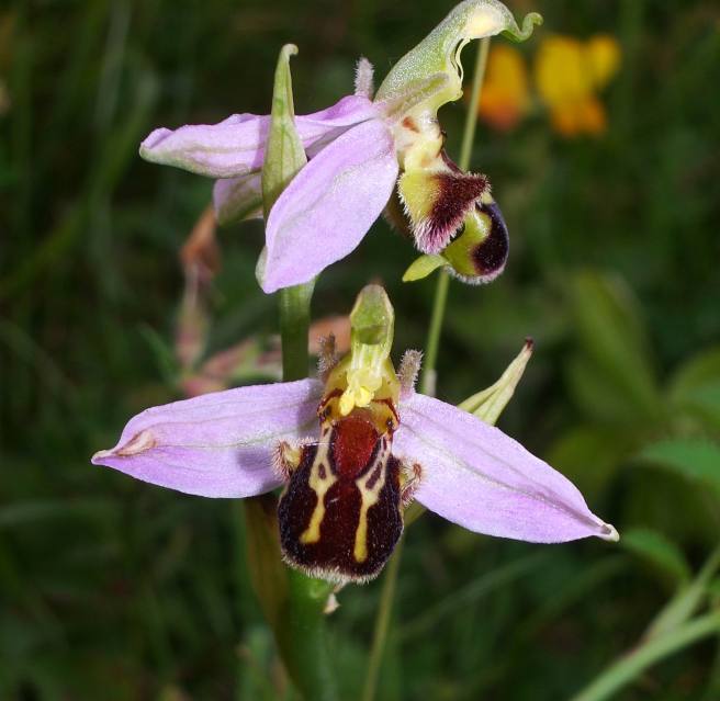 RSPCA South London Farthing Downs