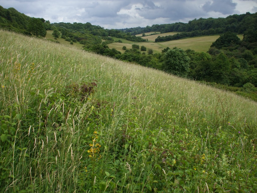 Farthing Downs, Coulsdon. RSPCA South London