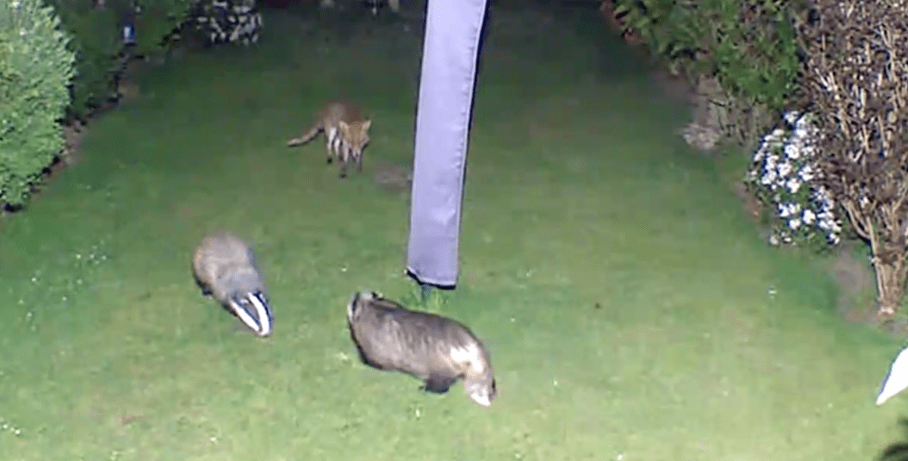 Fox & Bader RSPCA South London