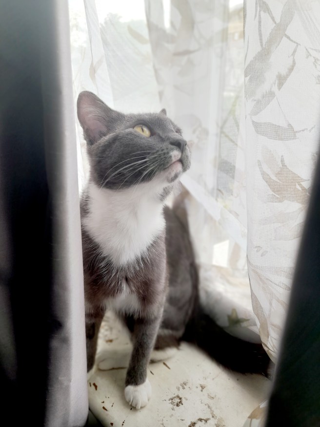 RSPCA SOUTH LONDON RESCUE CAT