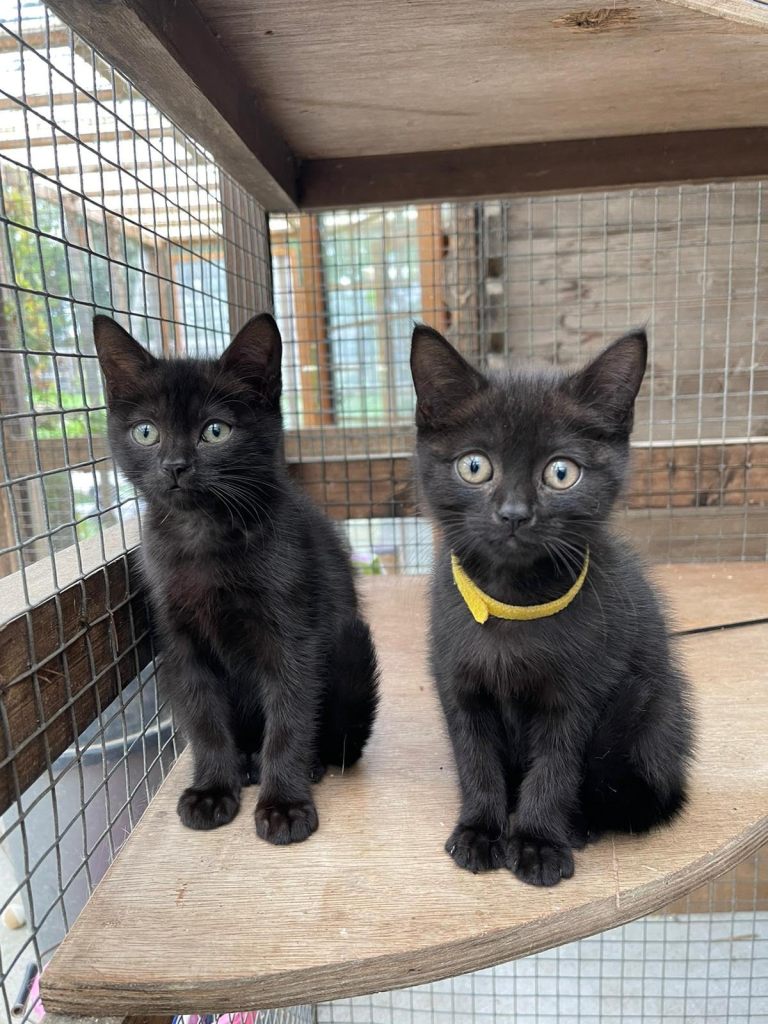 RSPCA South London Rescue Kittens