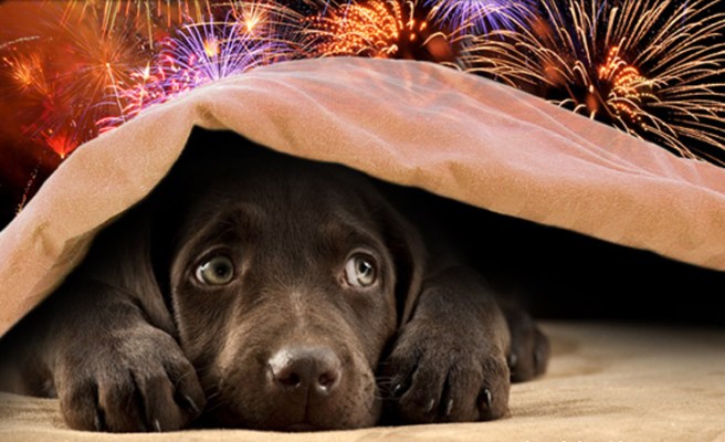 Dog hiding from fireworks, RSPCA South London