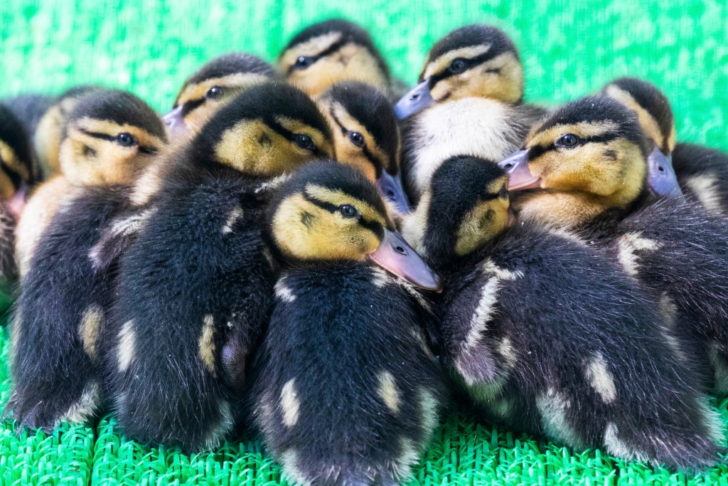 Ducklings RSPCA South London