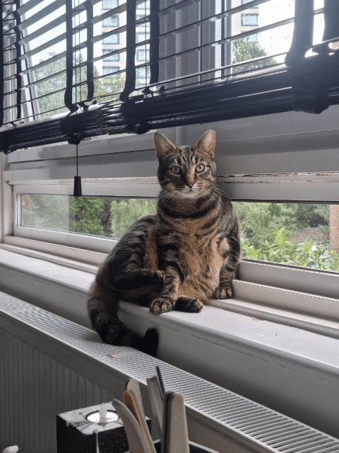 RSPCA SOUTH LONDON ADOPTION CAT