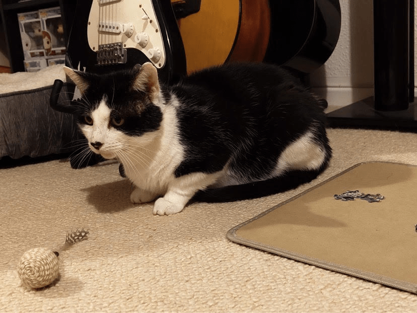 Rescue cat, RSPCA South London