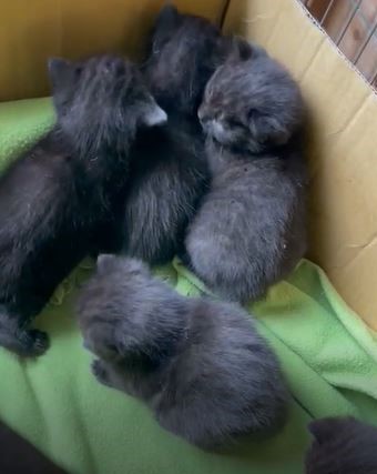 RSPCA South London Kittens