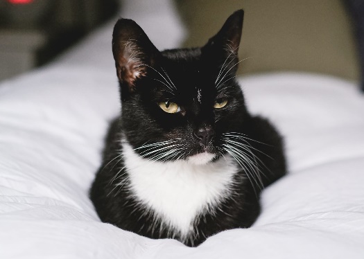 RSPCA South London Tinkerbelle the Cat