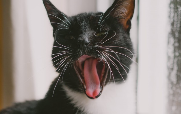 RSPCA South London Tinkerbelle the Cat