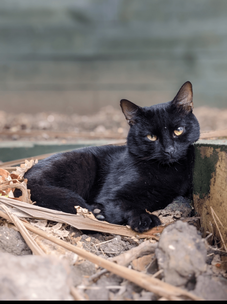 RSPCA South London cat