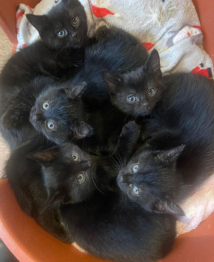 RSPCA Rosie’s kittens
