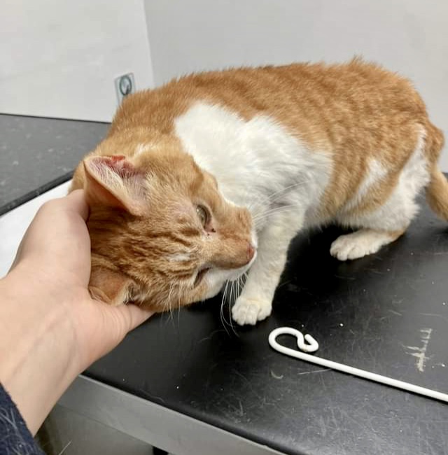 RSPCA South London rescue cat