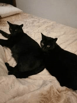 RSPCA South London cats