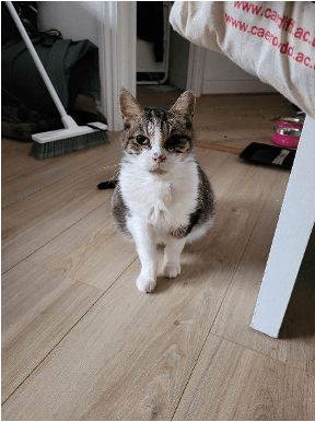 RSPCA South London Moses The Cat