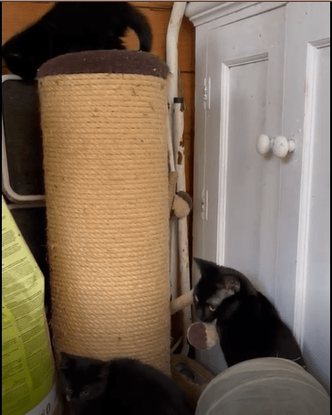 RSPCA South London Rosie's Kittens