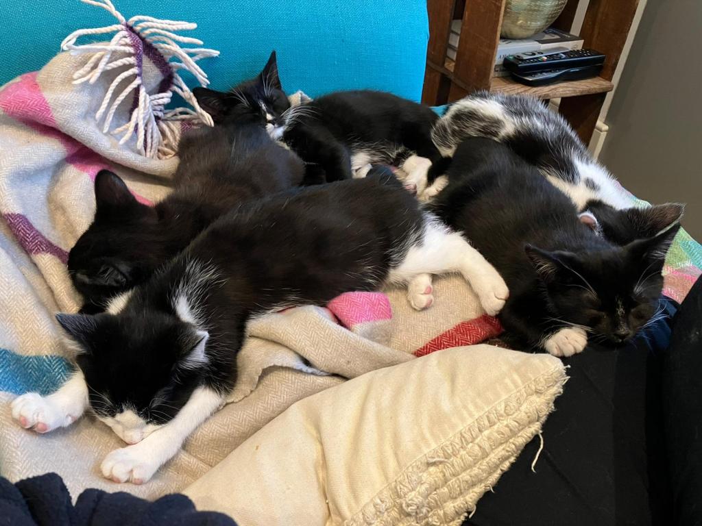 RSPCA South London kittens