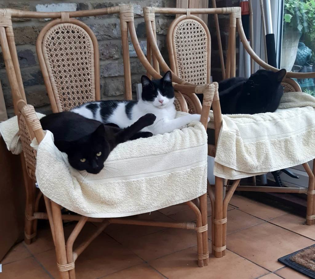 RSPCA SOUTH LODON RESCUE CAT